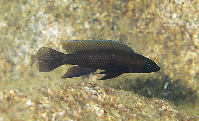 Neolamprologus sp. 'pectoralis elongate' Kanoni